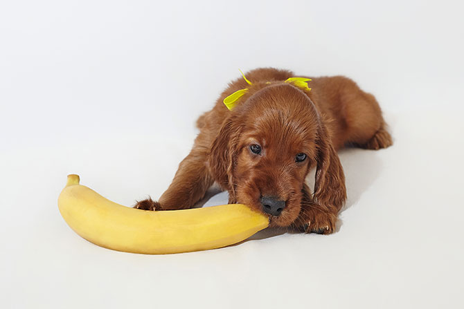 Korrekt type angst Kan hunde tåle banan? Få svaret lige her!