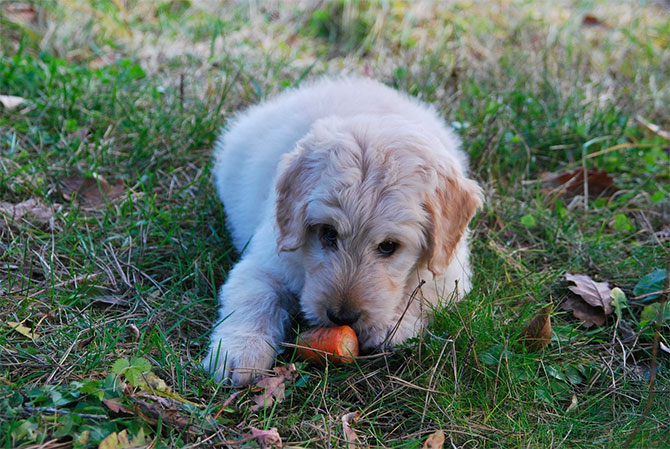 Matematisk lukke Sæbe Kan hunde tåle gulerødder? Få svaret lige her