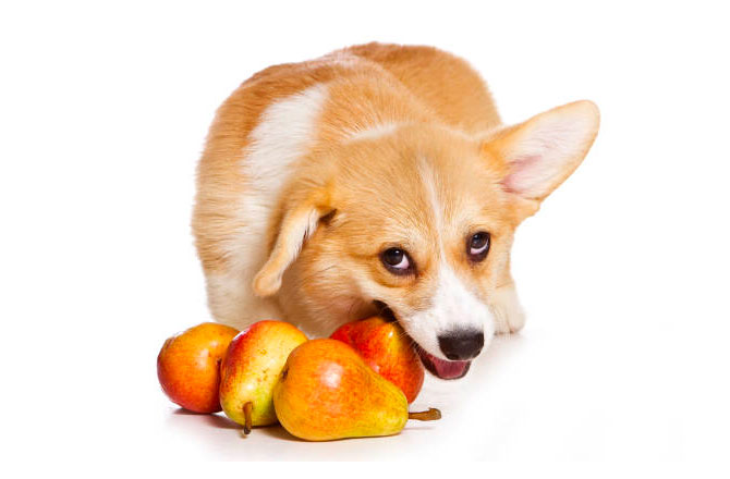 Hund spiser en pære