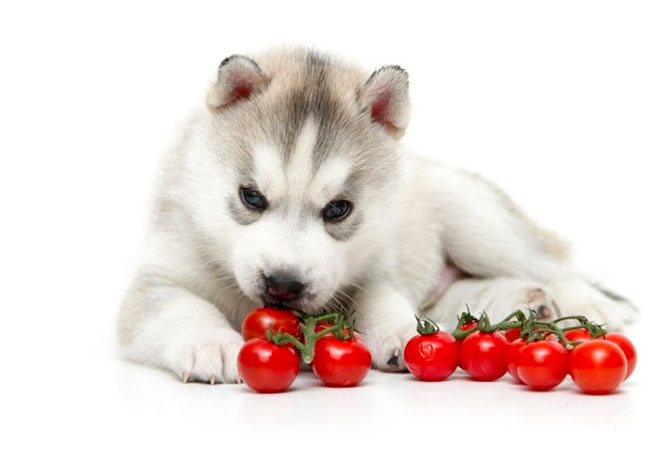 Må hunde få tomater