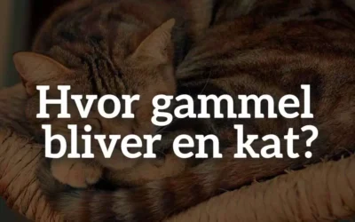 Hvor gammel bliver en kat?