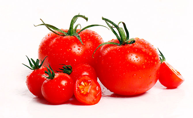 Kan hunde tåle tomater