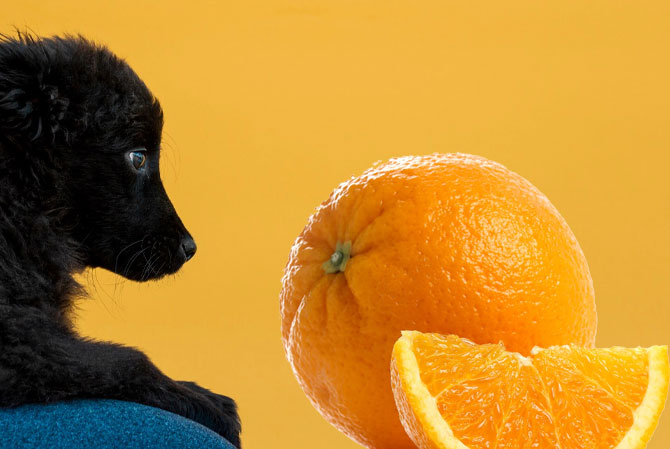 Hund spiser appelsin