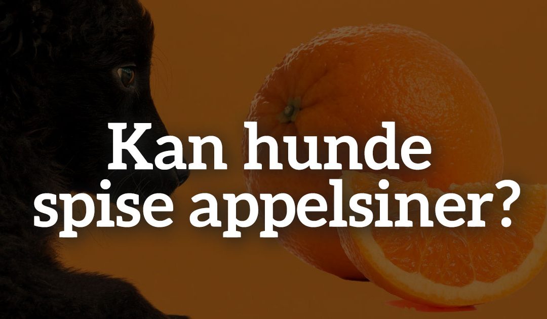 Kan hunde spise appelsiner?