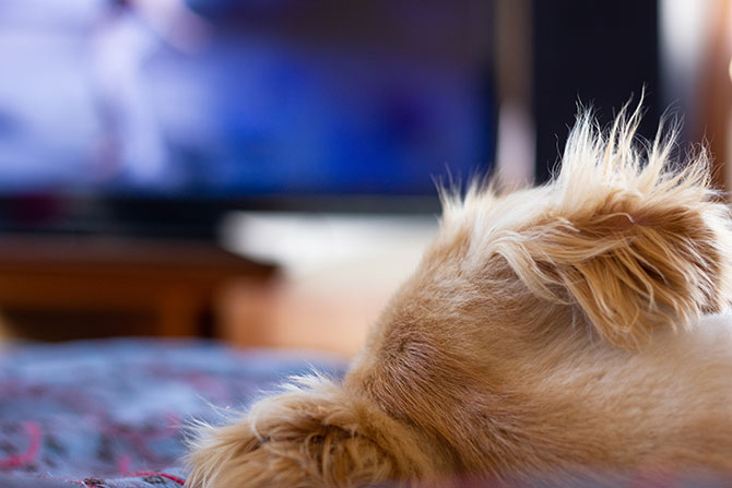 Kan hunde tv? Og gvad ser hunde, når de ser tv?