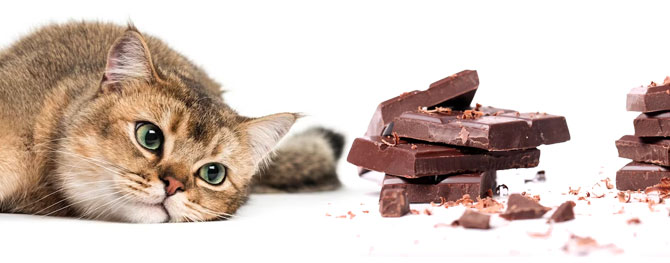 kat spiser chokolade
