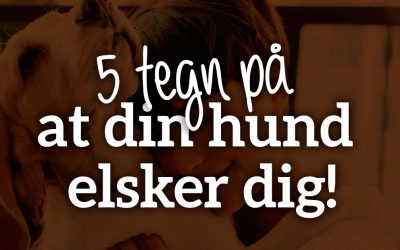 6 tegn på, at din hund elsker dig!