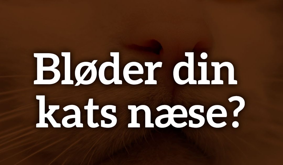 Bløder din kats næse?