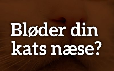 Bløder din kats næse?