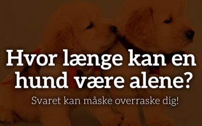 Hvor længe kan en hund være alene?