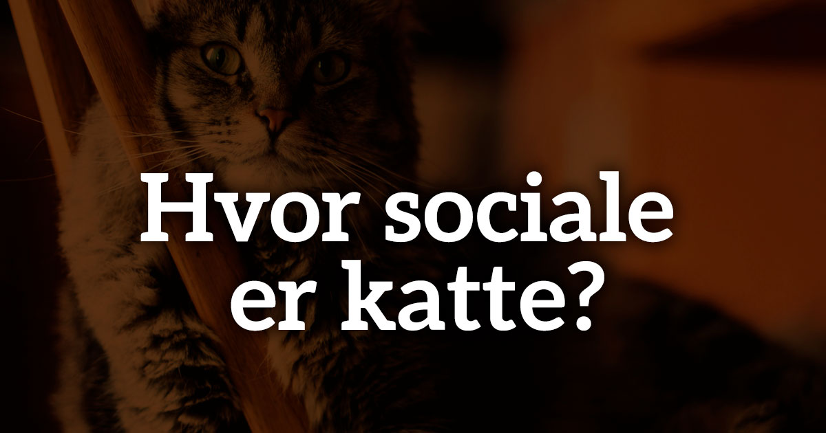 Hvor sociale katte? Lad os finde ud af det!