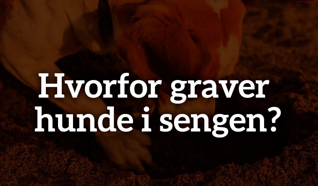 Hvorfor graver hunde i sengen?
