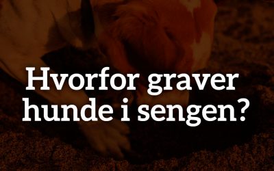 Hvorfor graver hunde i sengen?