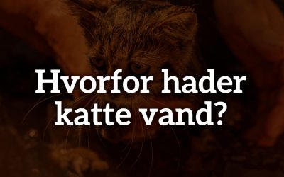 Hvorfor hader katte vand?