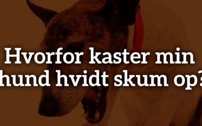 Hvorfor kaster min hund hvidt skum op?