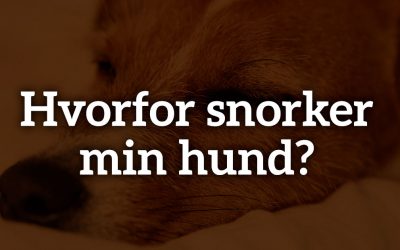 Hvorfor snorker min hund?