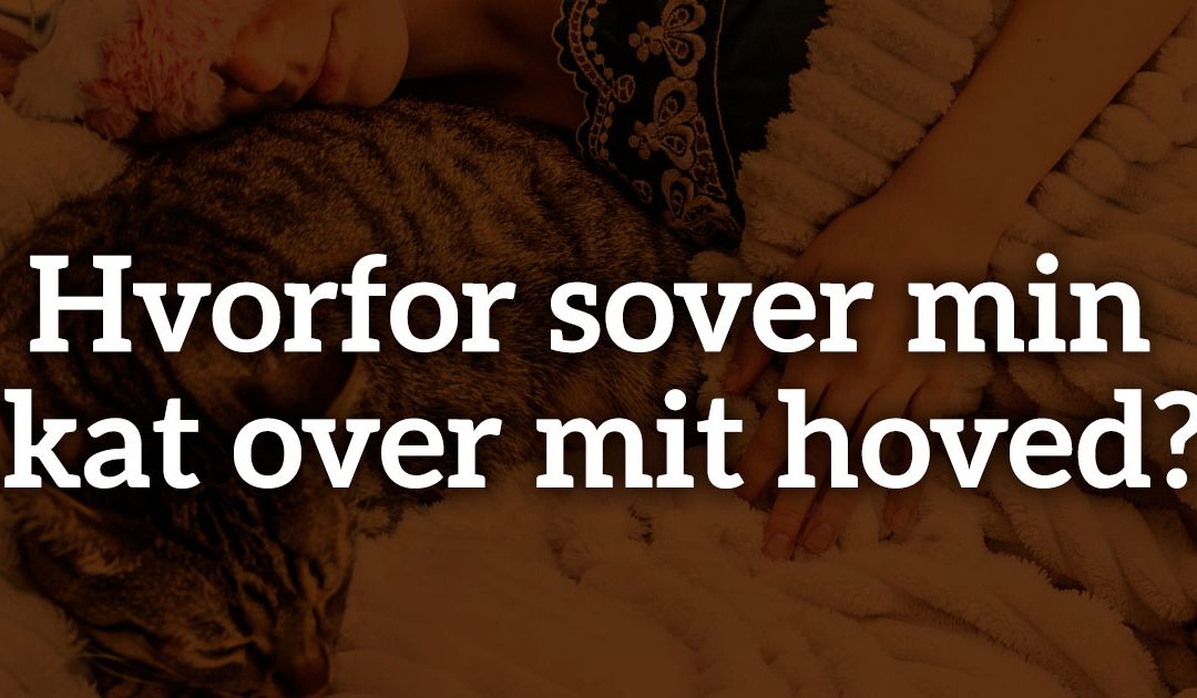 Hvorfor sover min kat over mit hoved?