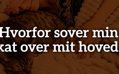 Hvorfor sover min kat over mit hoved?