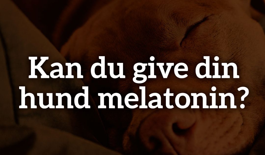 Kan du give din hund melatonin?