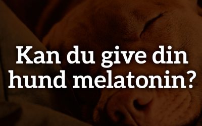 Kan du give din hund melatonin?