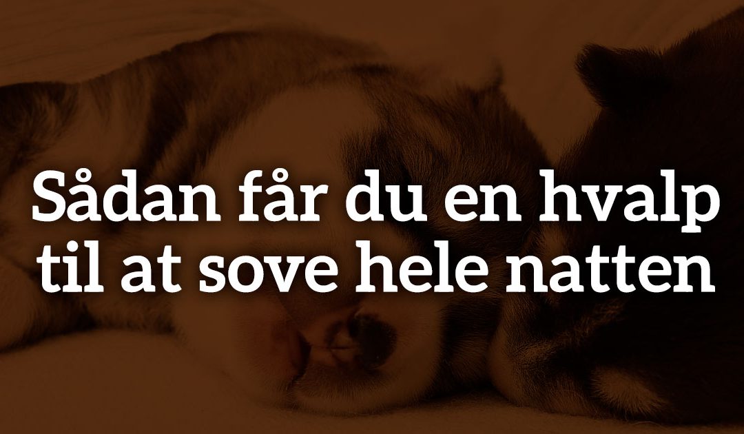 Sådan får du en hvalp til at sove hele natten