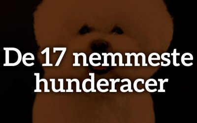 De 17 nemmeste hunderacer