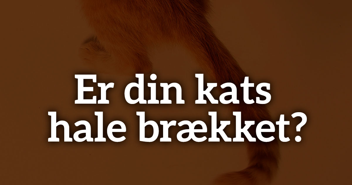 Er kats hale brækket? - Dansk Dyrepension.dk - Vi samler kæledyre pensioner i Danmark - Se mere her