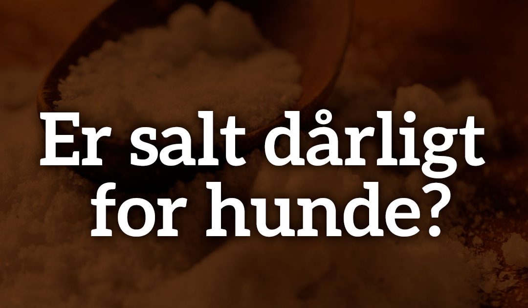 Er salt dårligt for hunde?