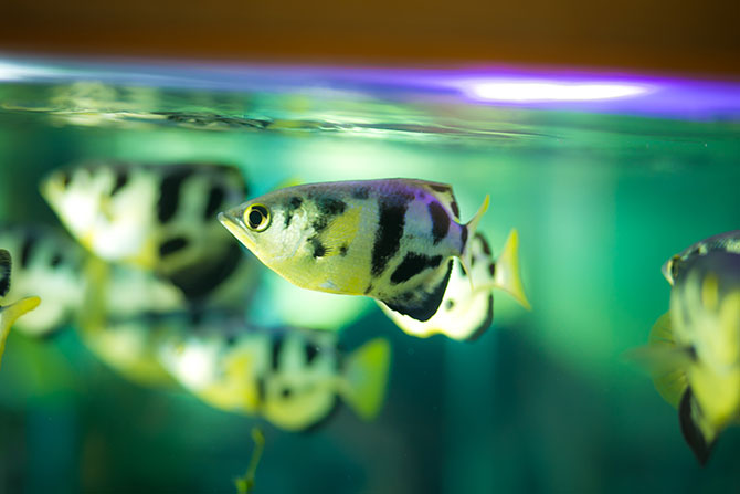 fisk i aquarium
