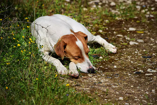 Hund der er meget sløv