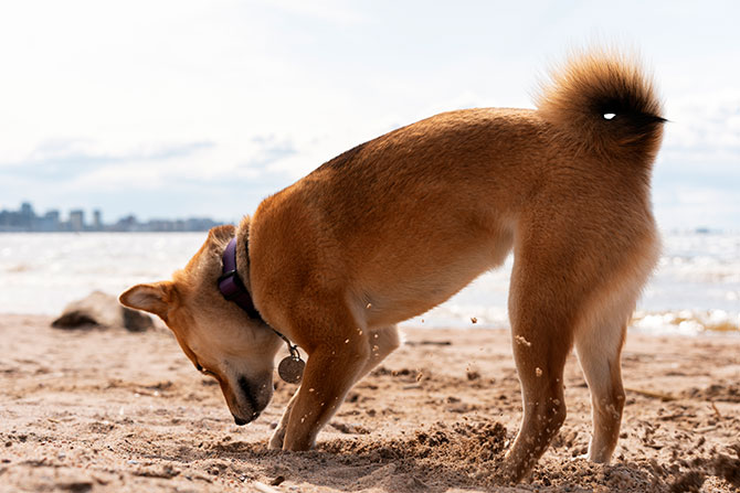 Hund graver i sand