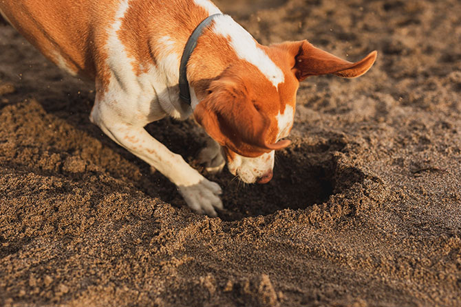 Hund graver hul i jorden
