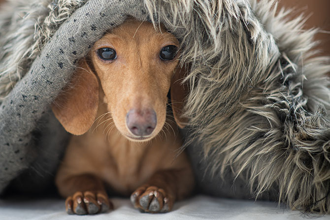 Kan hunde forkølet? Eller få influenza?