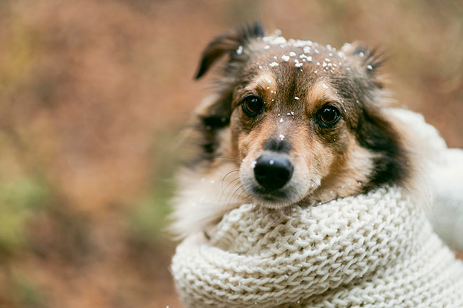 Kan hunde forkølet? Eller få influenza?