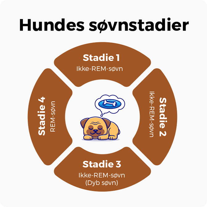 hundens søvnstadier