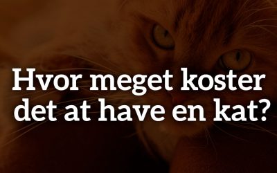 Hvor meget koster det at have en kat?