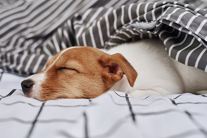 Jack Russel Terrier sover