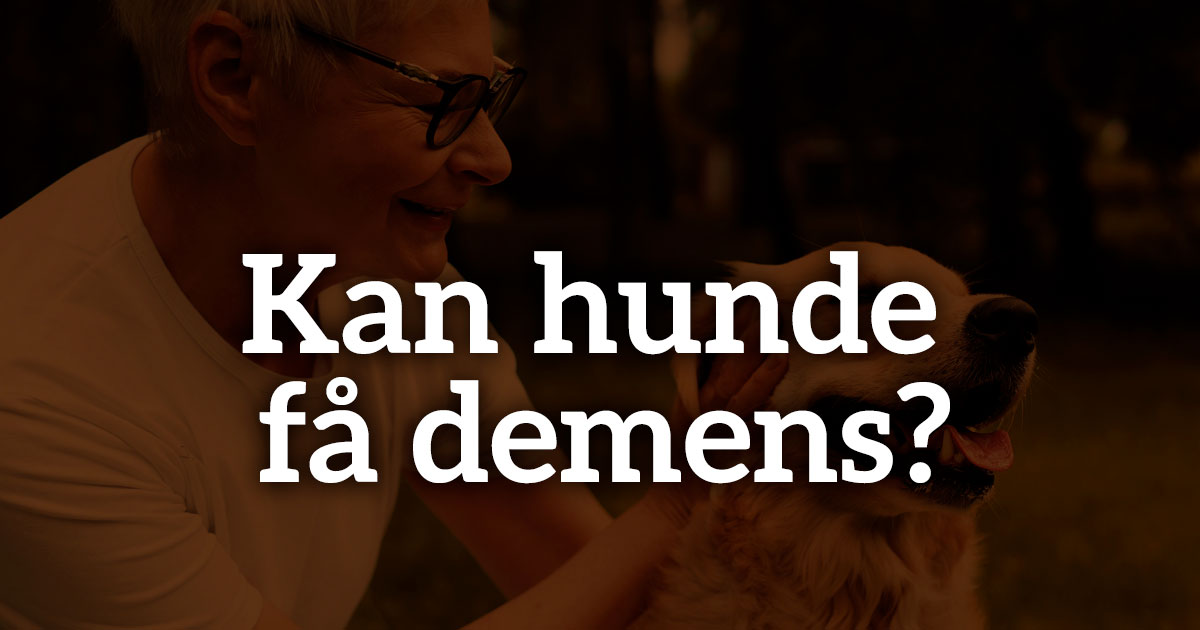 Kan Hunde Få Demens? Alt Du Skal Vide Om Demens Hos Hunde