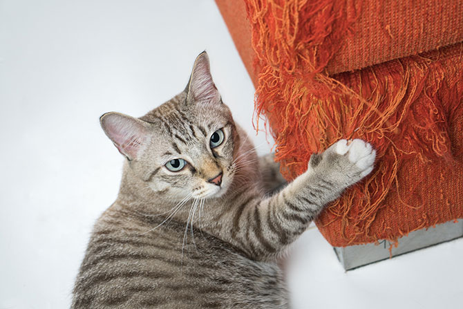 Hvorfor har katte brug kradse? (Og hvad kan du gøre?)