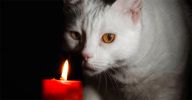 kat kigger på stearinlys