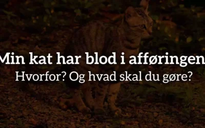 Min kat har blod i afføringen