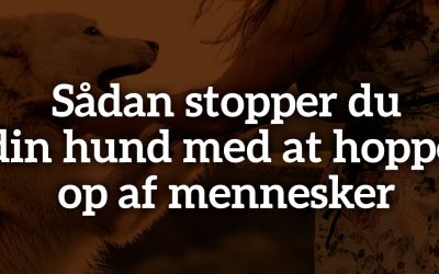 Sådan stopper du din hund med at hoppe op af mennesker