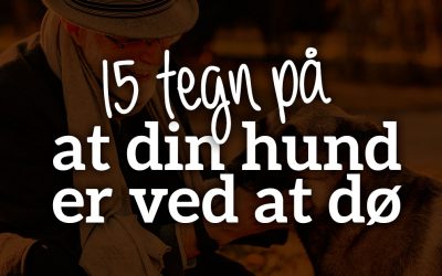 15 tegn på at din hund er døende