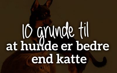 10 grunde til, at hunde er bedre end katte