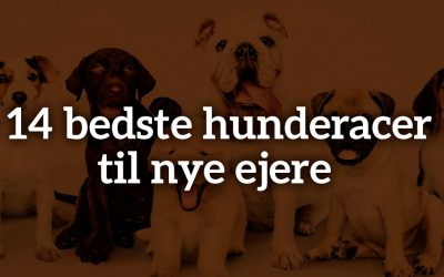 De 14 bedste hunderacer til nye ejere