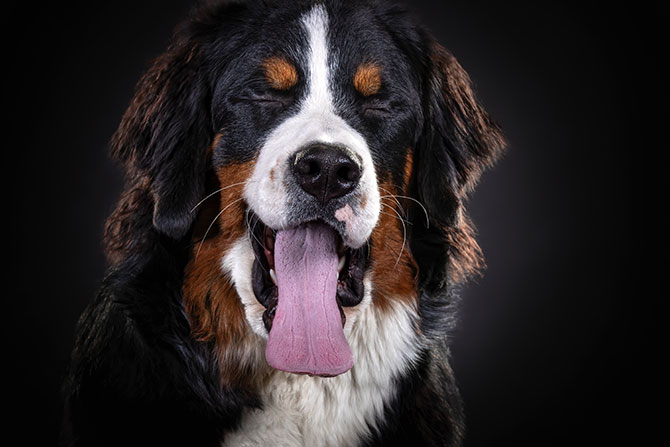 Berner Sennenhund