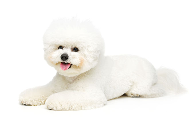 Bichon Frise