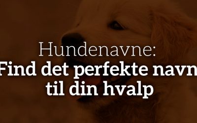 Hundenavne 2024: Find det perfekte navn til din hvalp