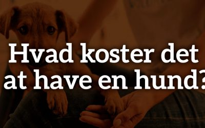 Hvad koster det at have en hund?