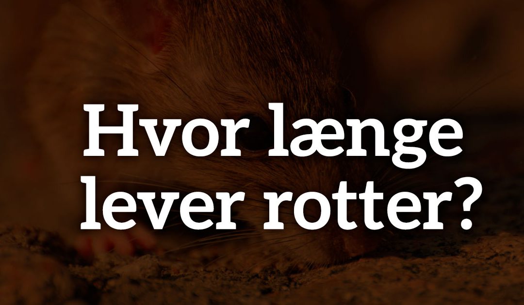 Hvor længe lever rotter?